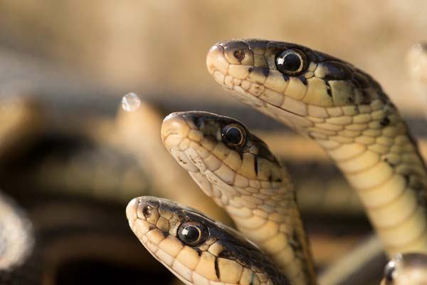 Snake Heads