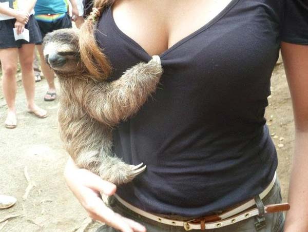 Sloth